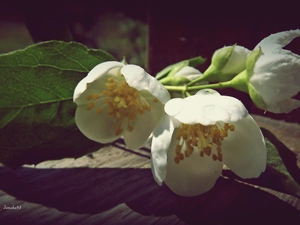 twig, White, Flowers, jasmine
