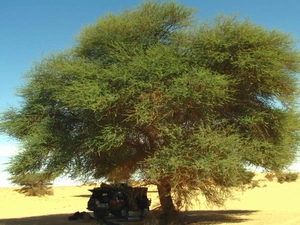 jeep, savanna, acacia