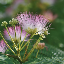 Albizia julibrissin, Colourfull Flowers, Buds