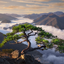 Mountains, Fog, South Korea, dawn, North Jeolla Province, pine, Rocks, Daedunsan Provincial Park