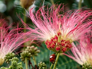 ladybird, Albizia, silky