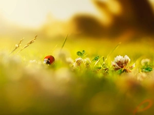 trefoil, nature, Close, ladybird