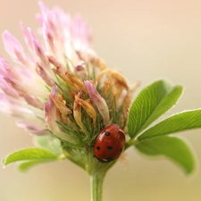 trefoil, ladybird