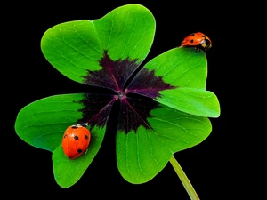 ladybugs, trefoil, Four-
