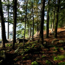 lake, forest, mosses