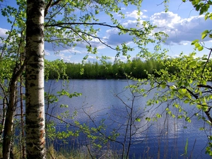 trees, birch, lake, viewes