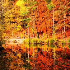 trees, Leaf, lake, viewes