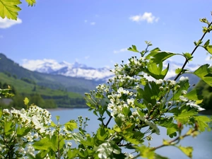 twig, kirsch, lake, Flowers