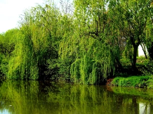 willow, reflection, Spring, lake