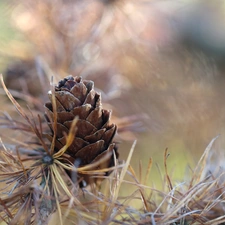 cone, larch