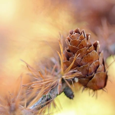 cone, larch