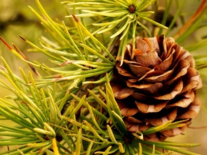 larch, twig, cone