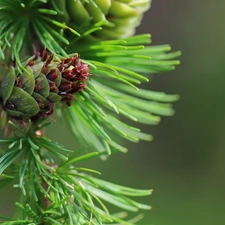 cones, larch