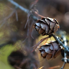 cones, larch