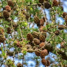 trees, Twigs, cones, larch