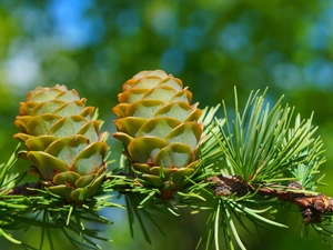 twig, young, cones, larch