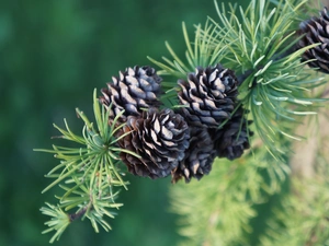 larch, Cones Twig