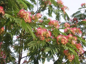 Albizia julibrissin, Flowers, Leaf