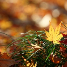 Leaf, color, Autumn