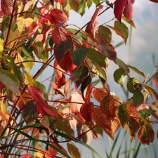 Leaf, color, Autumn