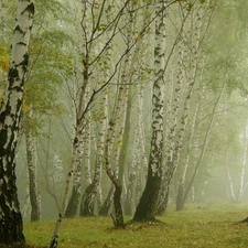 Leaf, autumn, birch, Fog, forest