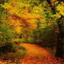 Leaf, autumn, trees, viewes, forest