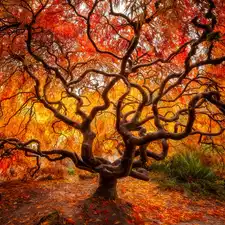 autumn, Japanese Maple, Leaf, trees