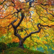 trees, Leaf, autumn, Maple Palm