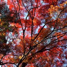 autumn, branch pics, Leaf, trees