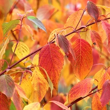 Leaf, Red, Autumn