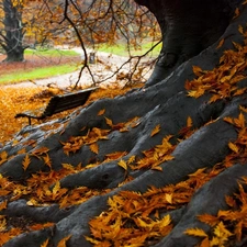 autumn, roots, Leaf, trees