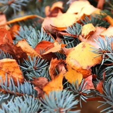 Leaf, autumn, silvery, dry, spruce