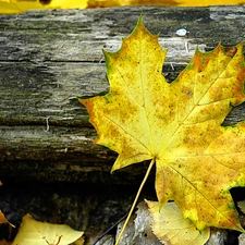 leaf, Yellow, Autumn