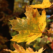 leaf, Yellow, Autumn