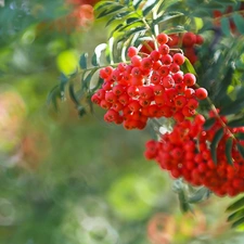 blurry background, Plant, Leaf