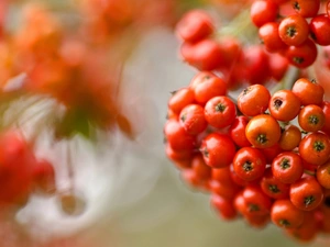 blurry background, Plant, Leaf