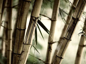 bamboo, Leaf