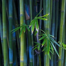 bamboo, Leaf