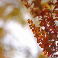 barberry, Red, Leaf, Bush