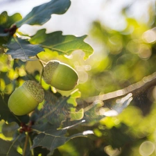 oak, Leaf, blurry background, Acorns