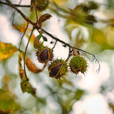 chestnut, twig, chestnuts, Leaf