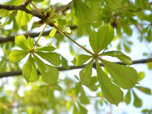 chestnut, green ones, Leaf