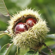 chestnuts, Leaf