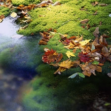 coast, color, Leaf, rivers