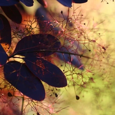 Cotinus Coggygria, color, Leaf, Bush