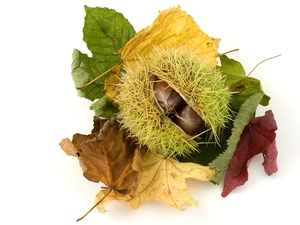 Leaf, chestnut, color