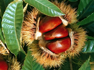 Leaf, chestnut, edible