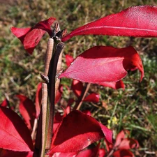 Euonymus, Red, Leaf, twig
