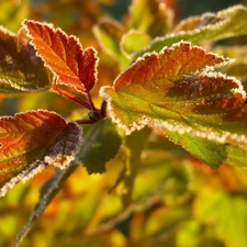 White frost, color, Leaf