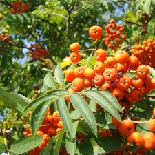 Leaf, Plant, Fruits